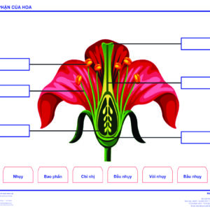 Khoa học - Sơ đồ: Các bộ phận của hoa (Tranh giấy) - Dùng cho lớp 5