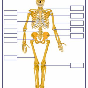 TNXH - Bộ xương (Tranh giấy) - Dùng cho lớp 2