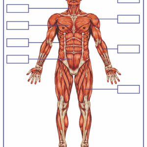TNXH - Hệ cơ (Tranh giấy) - Dùng cho lớp 2