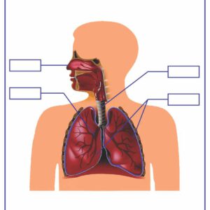 TNXH - Các bộ phận chính của cơ quan hô hấp (Tranh giấy)	 - Dùng cho lớp 2