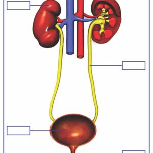 TNXH - Các bộ phận chính của cơ quan bài tiết nước tiểu (Tranh giấy) - Dùng cho lớp 2
